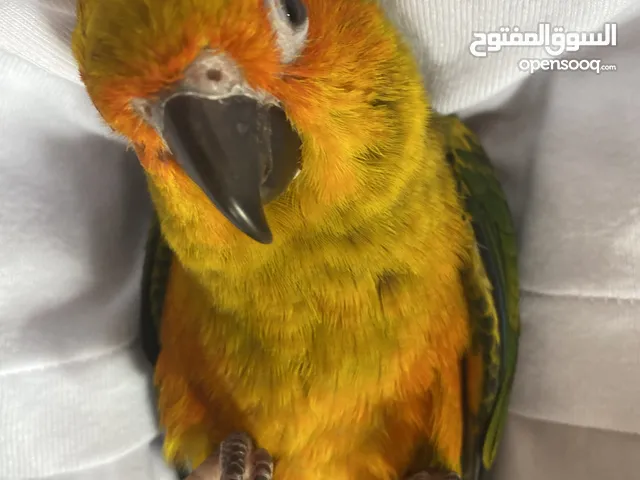 ببغاء صن كنيور اليف ولعوب طيران حر