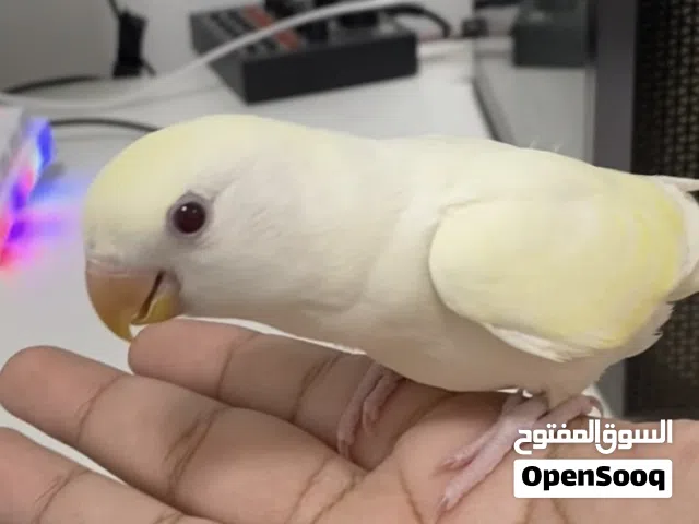 هدد للبيع