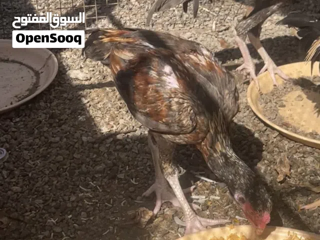 ديك العدد 2 النوع بكستاني