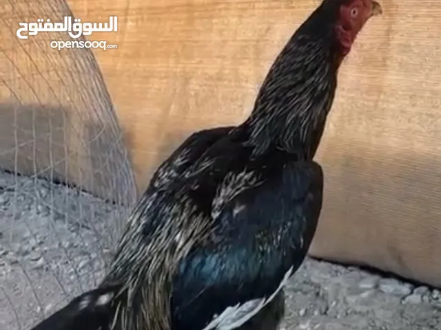ديك باكستاني سندي بنجابي للبيع