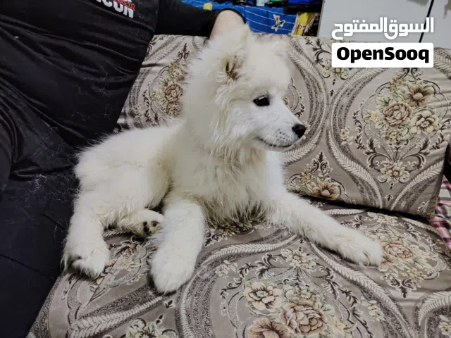 النوع samoyed للبيع