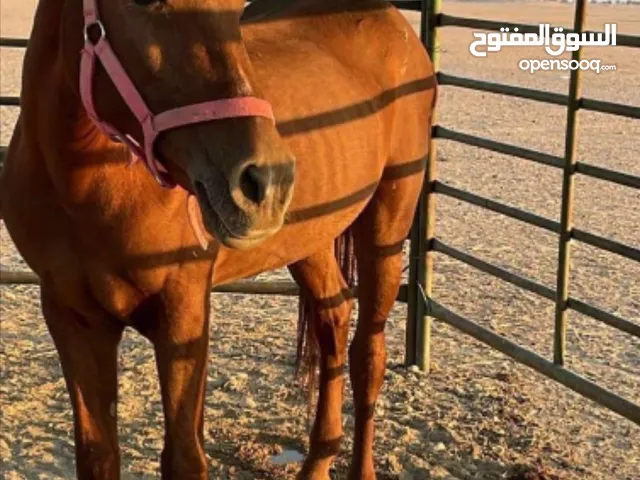 فرس شقراء .