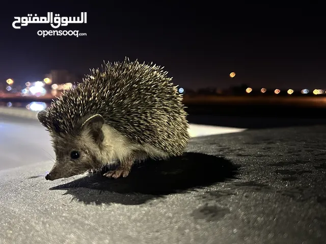 قنفذ نظيف انثى