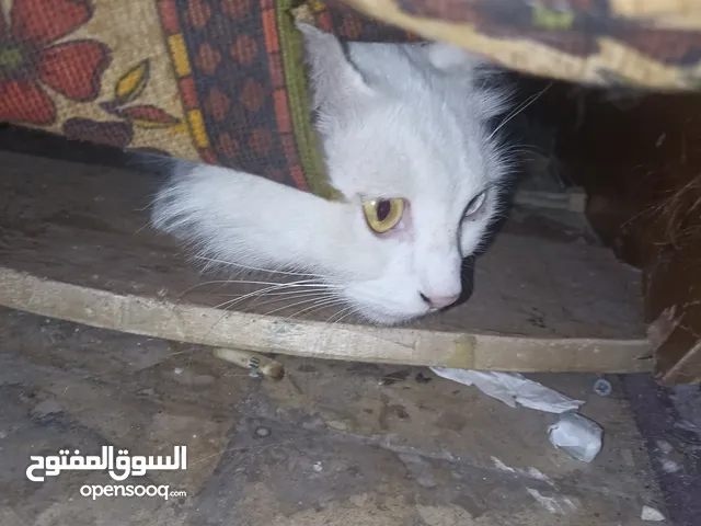 قطه شيرازي مع اولادها 2 للبيع .......................؟...........