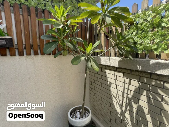 نباتات خارجيه متنوعه
