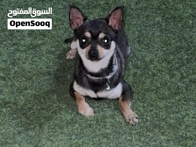 إسم الجلب:لونا