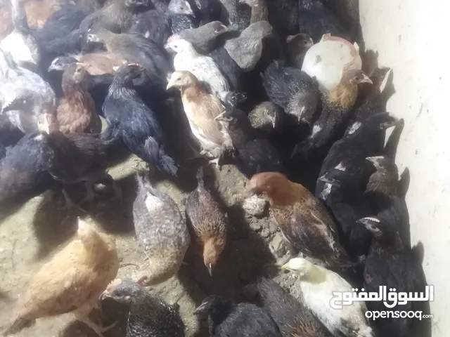صوص بلدى عمره 2شهر للبيع