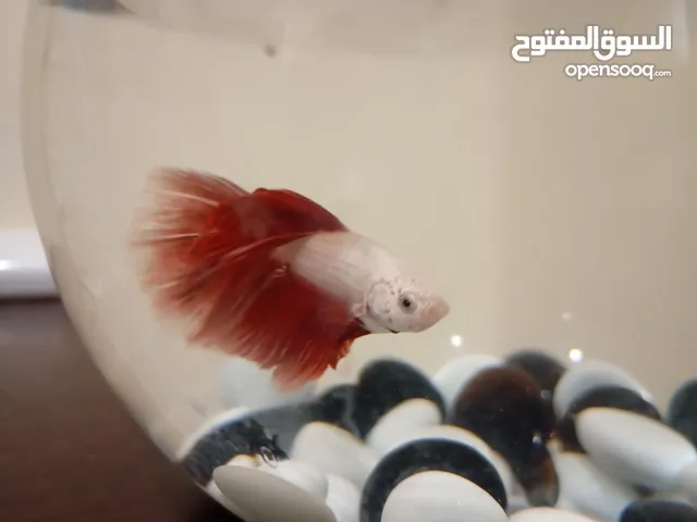 سمكه الفايتر زكر للبيع بي الون الابيض و الذيل بلون الاحمر اقرا الوصف ضروري