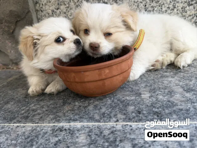 لولو فوكس بعمر شهرين