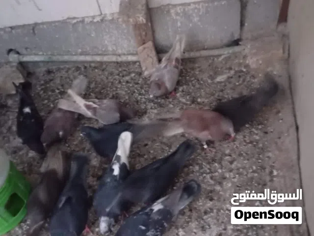 حمام لوت للبيع
