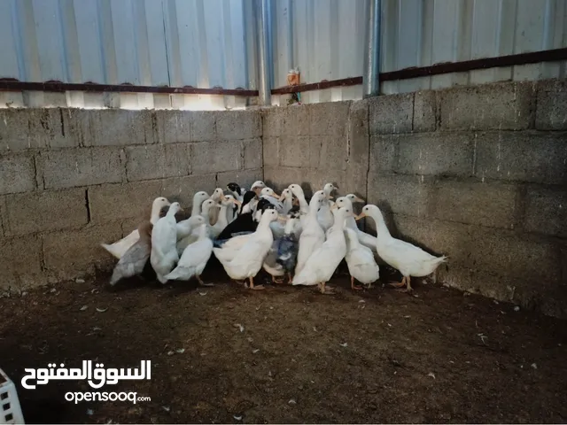بط كبير للبيع