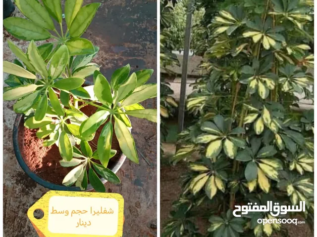 جميع انواع نباتات الزينة الدائمة واشجار اللوزيات