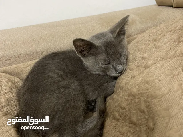 قطّ مكس بريتش وانجورا تركي للتبني