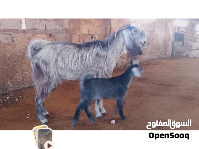أذكر الله وصلي على سيدنا محمد عنز قبرصيه قطعه عاليه اعلى واظخم من التيس قد 3معزه وراها شعيريه قبرصيه