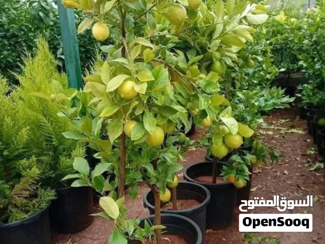 بيع شجر مثمر