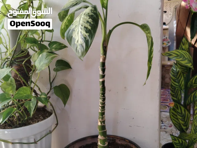 نباتات داخلية