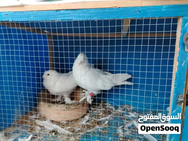 30 جوز حمام للبيع أسعار مختلفه