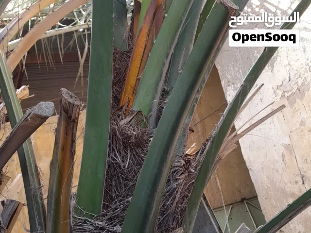 للبيع نخل برحي