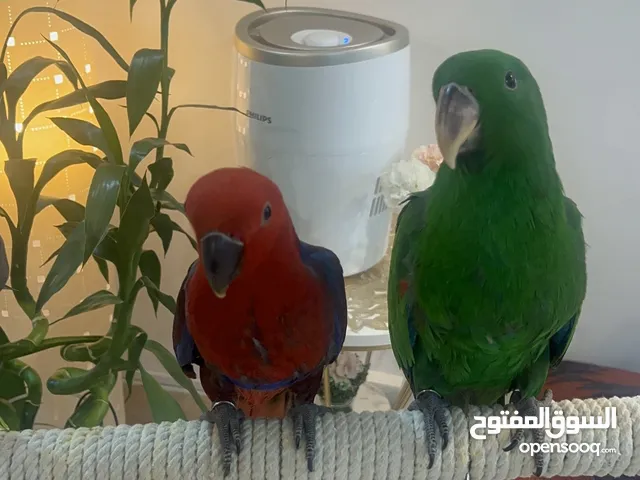 Eclectus birds male&female jumbo size 4 months old beautiful feather colors no fear friendly no bite