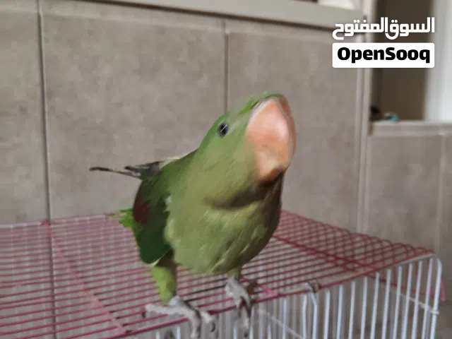 نيبالي للبيع