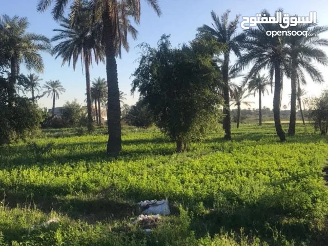 5 Bedrooms Farms for Sale in Basra Al-Jazzera