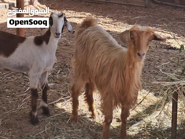 صخلتين بكار وحده من هوش الدار ووحده شاميه مطلوب 85 بهنتهن