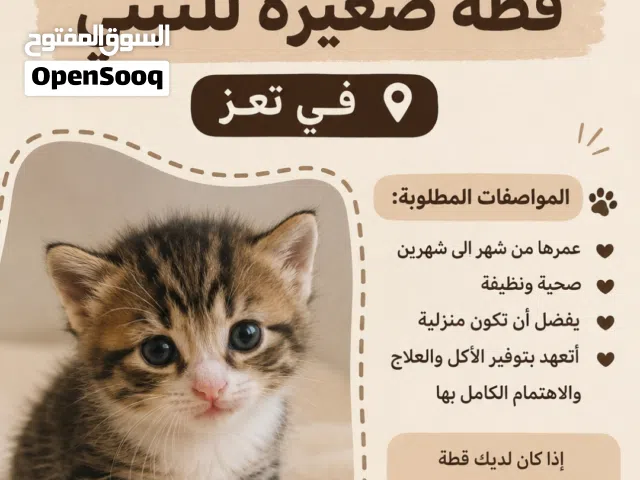 أبحث عن قطة صغيرة للتبنّي في تعز