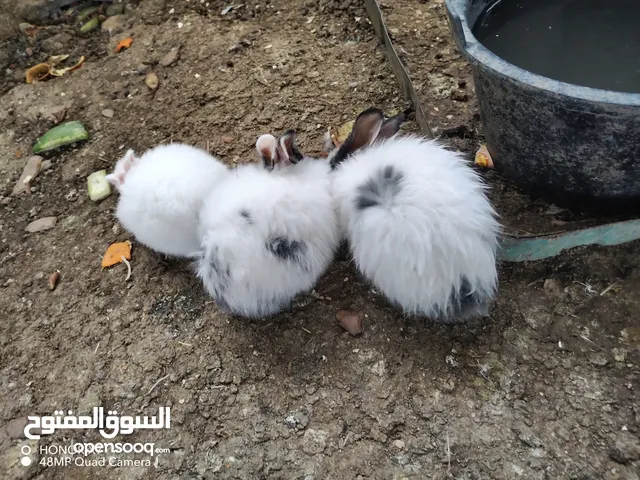 افراخ أرانب للبيع
