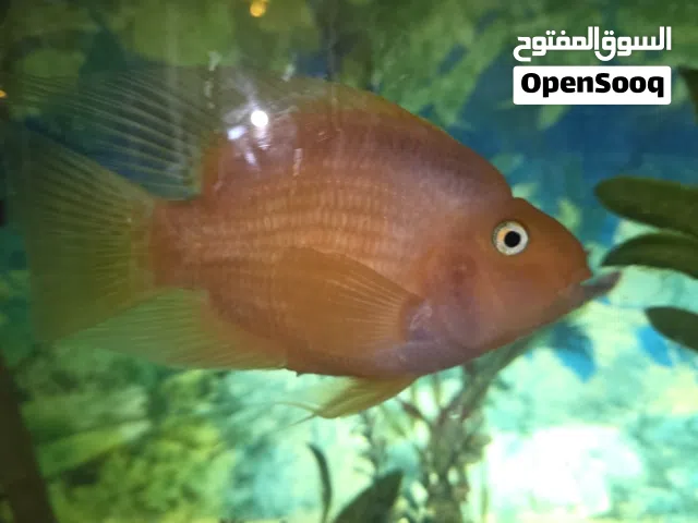 اسماك زينة للبيع بالجملة