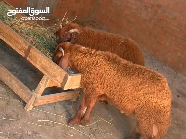 بسم الله الرحمن الرحيم  الخميس26/6/2025 متاح دكرين خشنين خروفين توام  النوع/رحماني غنم تربيه بيتي  ا