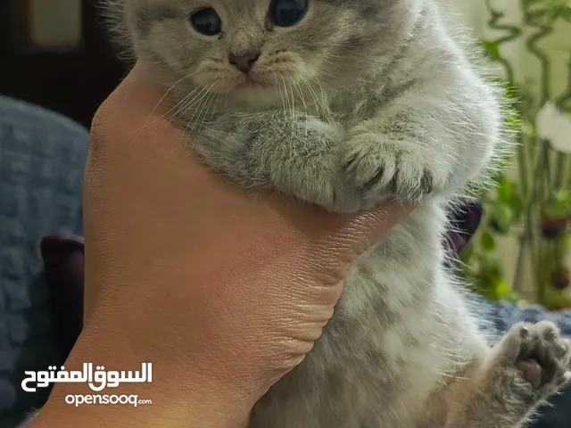قطط كيوت للبيع