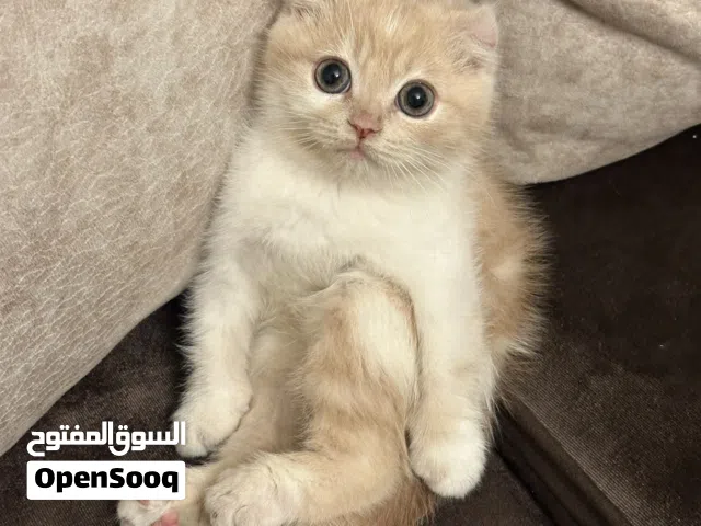 سكوتش تريبل فولد ذكر ، مواليد 20/3/2026