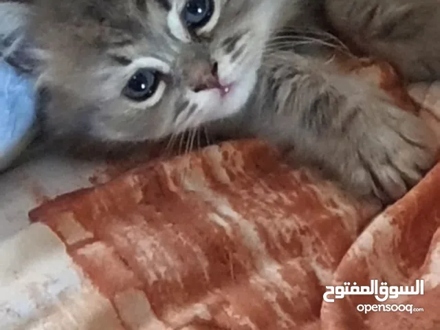 هملايا بريتش مكس long hair