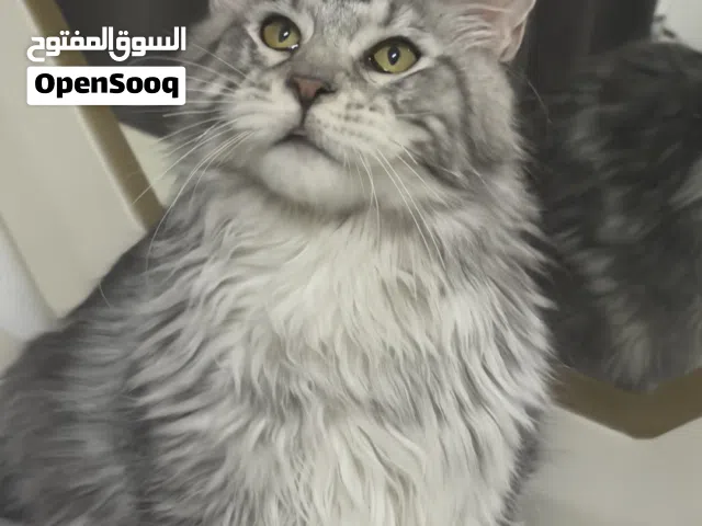 Polydactyl Maine Coon Males