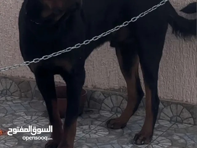 مطلوب كلب حراسه للتبني