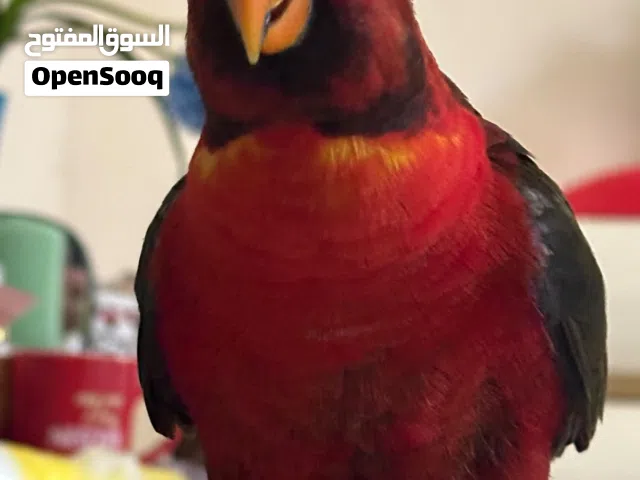 Hand-Tame Talking Black-Capped Lory  1 Year Old  Healthy