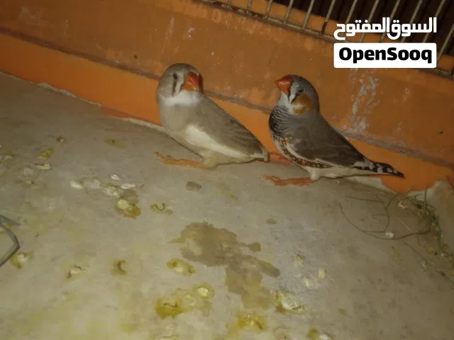 كوبيه زيبرا البيع صحه ونضافه الله يبارك اللبيع