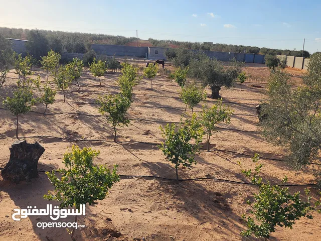 Farm Land for Sale in Tarhuna Other