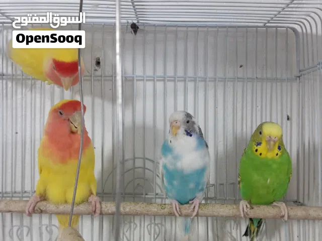 عصافير روز ثنين واحد ربوه و عصافير بدجي زوج ثنين معا قفصهم و اكلهم