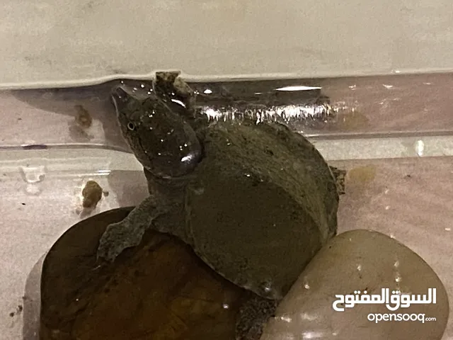 للبيع سلاحف مائيه عدد 2