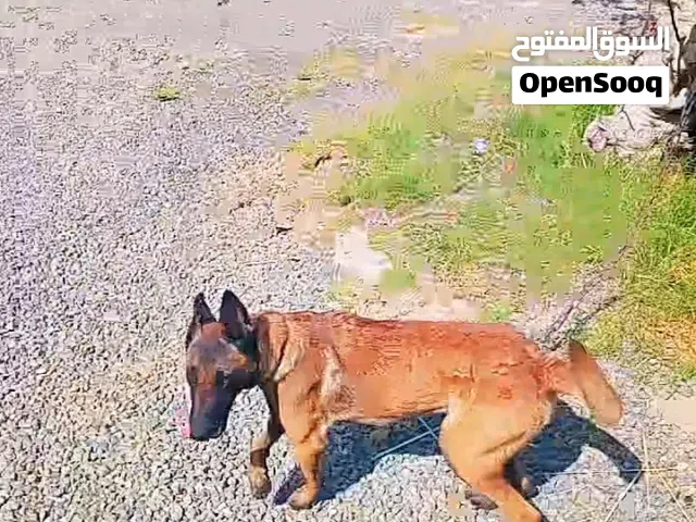 انتي مالينوا تبي شويه اهتمام