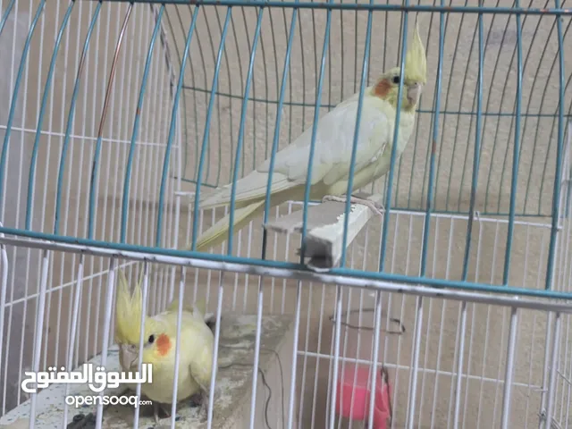 الهم صلي وسلم وبارك على سيدنى محمد وال محمد كوكتيل شكري للبيع اليفات