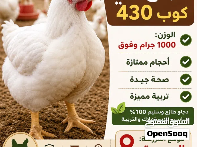 دجاج كوب 430 هندي