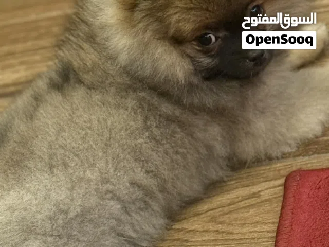 بومرينيان توي نثية للبيع 300