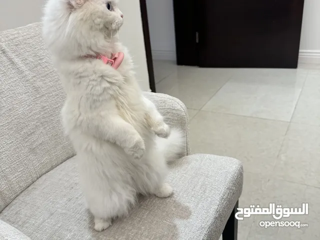 قطة شيرازية للبيع 1500 درهم