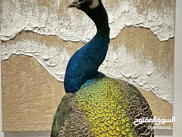 للبيع طاووس محنط