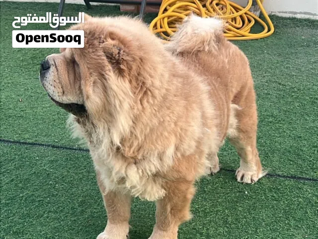انثي تشاو تشاو مستوي قوي