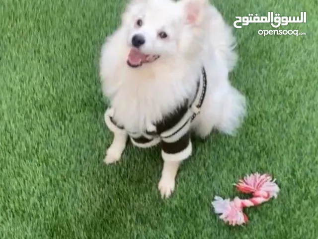 جبنيز اليف