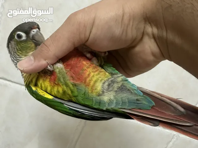 يلو سايد كنيور ربوة ولعوب مع القفص