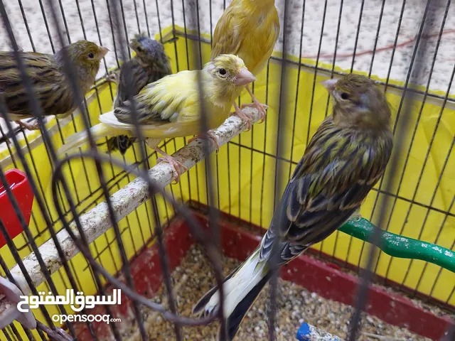 تشكيلة كنار